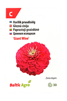 Paprastoji gvaizdūnė "Giant Wine"