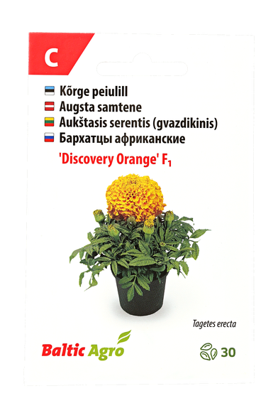 Aukštasis serentis (gvazdikinis)"Discovery Orange"