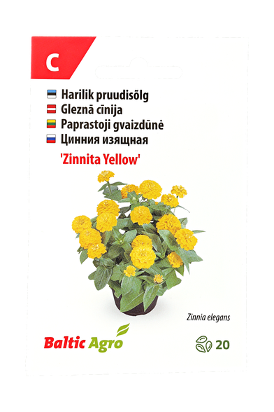 Paprastoji gvaizdūnė "Zinnita Yellow"