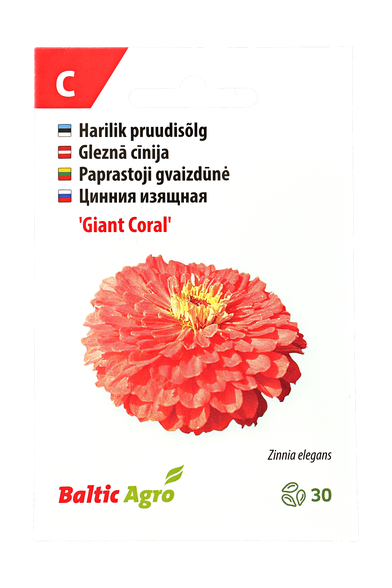 Paprastoji gvaizdūnė "Giant Coral"