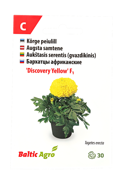 Aukštasis serentis (gvazdikinis)"Discovery Yellow"