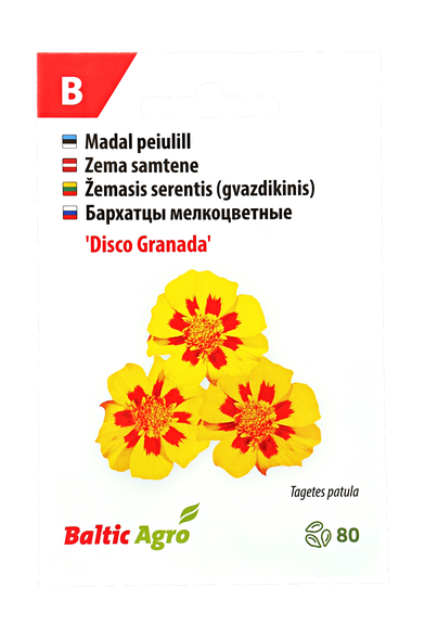 Žemasis serentis (gvazdikinis)"Disco Granada"