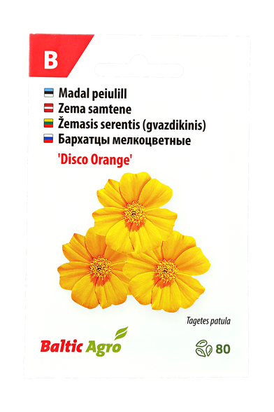 Žemasis serentis (gvazdikinis)"Disco Orange"