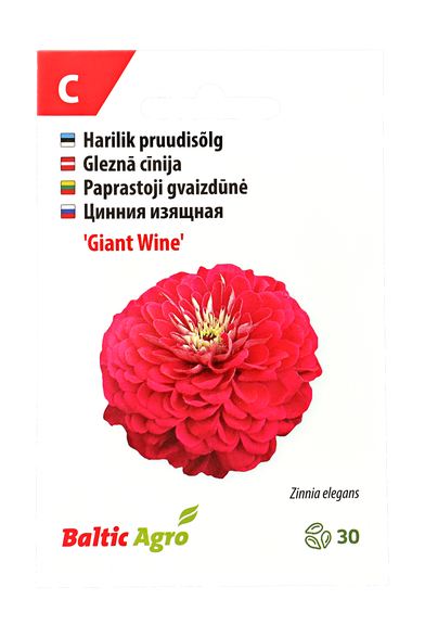 Paprastoji gvaizdūnė "Giant Wine"