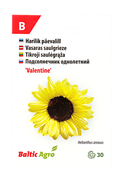 Tikroji saulėgrąža "Valentine"