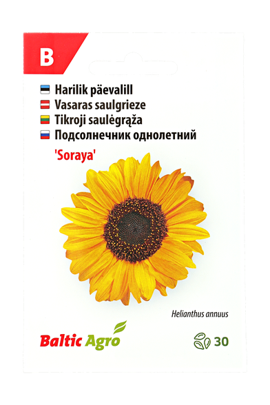 Tikroji saulėgrąža "Soraya"