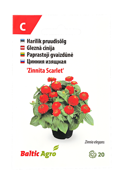 Paprastoji gvaizdūnė "Zinnita Scarlet"