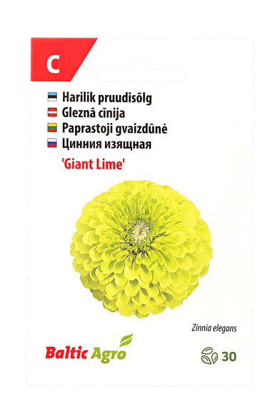 Paprastoji gvaizdūnė "Giant Lime"