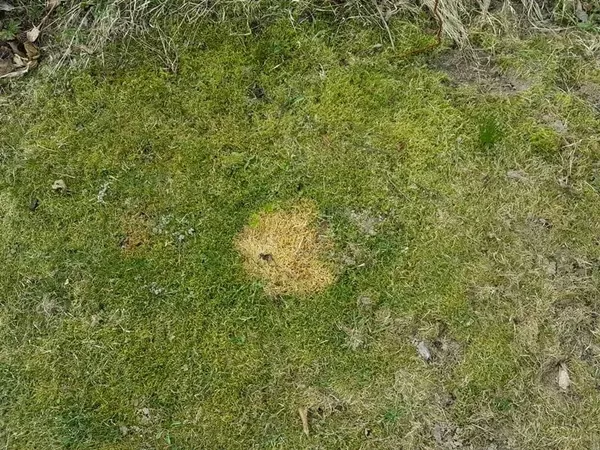 Domanto kieme irgi radome tokią šuns paliktą dėmę tarp samanų. Nuotr. L.Liubertaitė