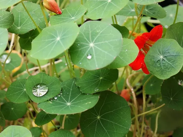 Nasturtės yra vijoklinis augalas, gali augti ant atramų, tvorų, palei sienas